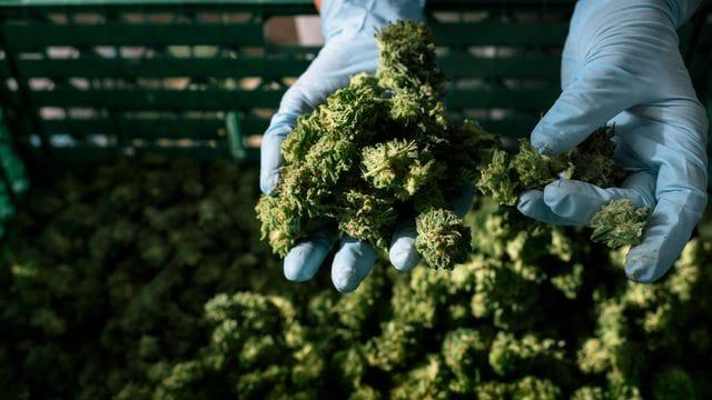 Cannabis-Anbau