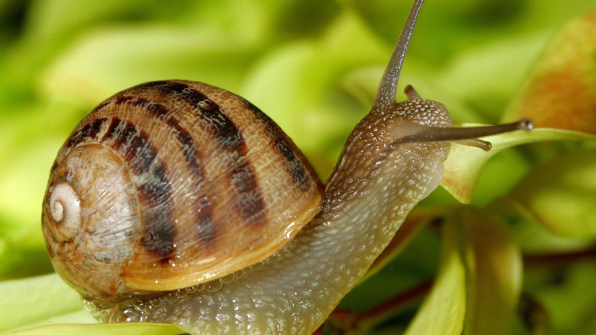 Gefleckte Weinbergschnecke (Helix aspersa)