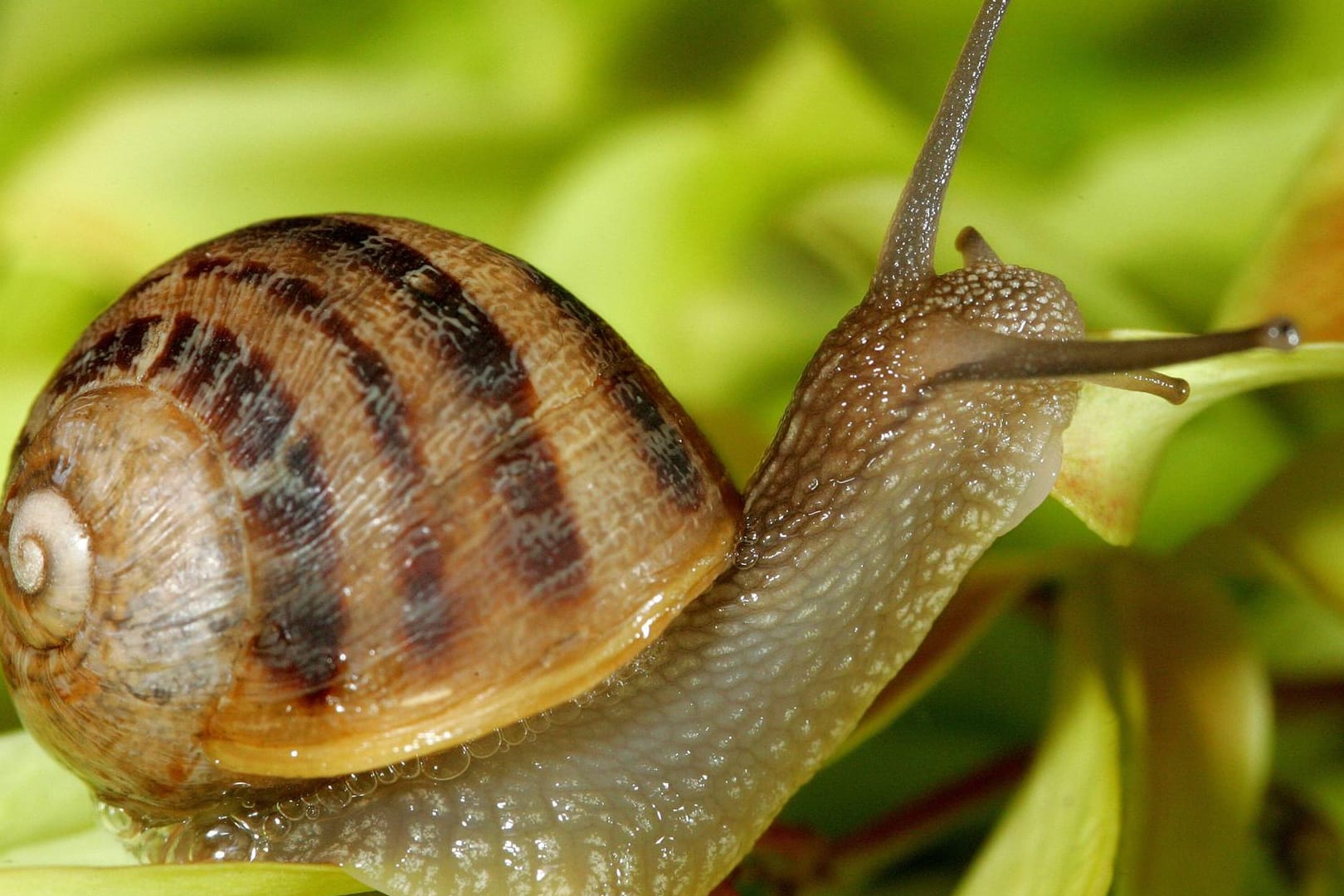 Gefleckte Weinbergschnecke (Helix aspersa)