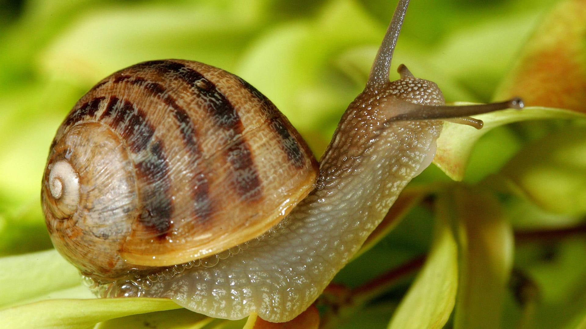 Gefleckte Weinbergschnecke (Helix aspersa): Sie wird besonders in Frankreich zu Speisezwecken gezüchtet.