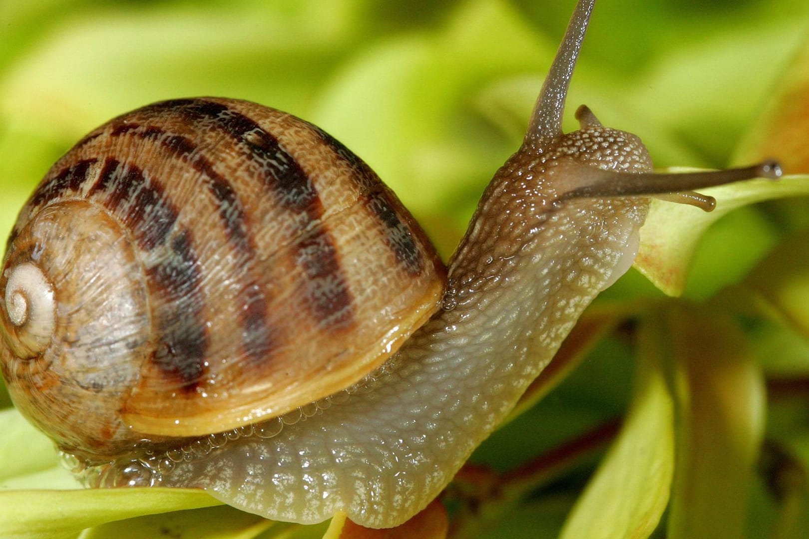 Gefleckte Weinbergschnecke (Helix aspersa): Sie wird besonders in Frankreich zu Speisezwecken gezüchtet.