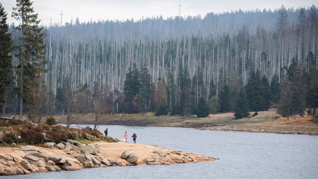 Herbst im Nationalpark Harz: Während des Sturms sollte auf Waldbesuche verzichtet werden.