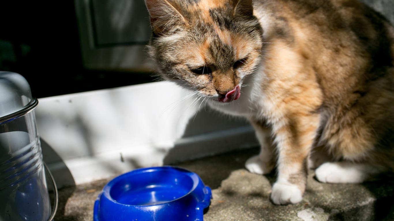 Katze: Ausreichend frisches Wasser ist wichtig für die Tiere.