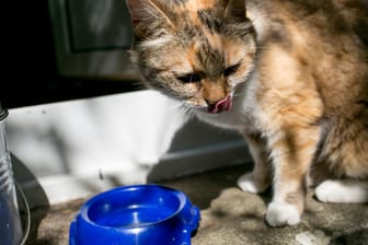 Katze: Ausreichend frisches Wasser ist wichtig für die Tiere.