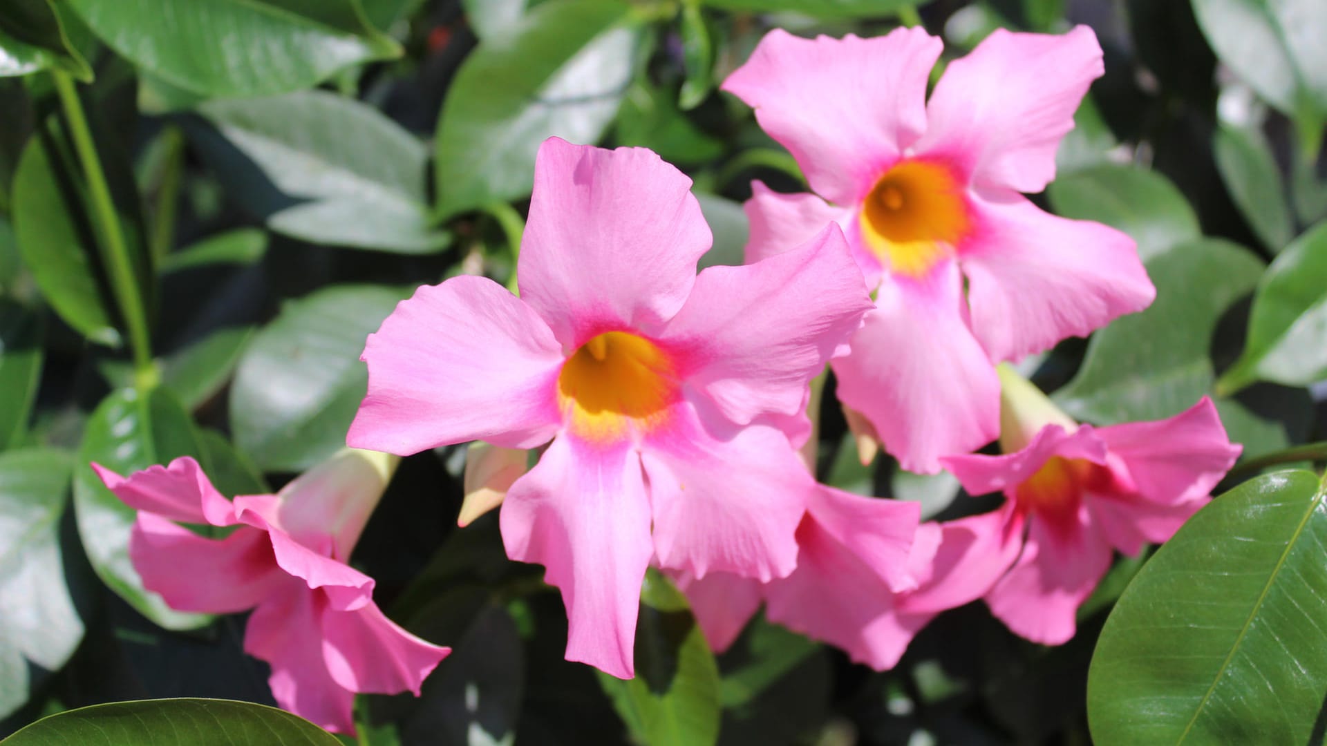 Mandevilla: Fallen die Temperaturen draußen unter acht Grad Celsius, sollten Sie Ihre Dipladenia ins Winterquartier holen.