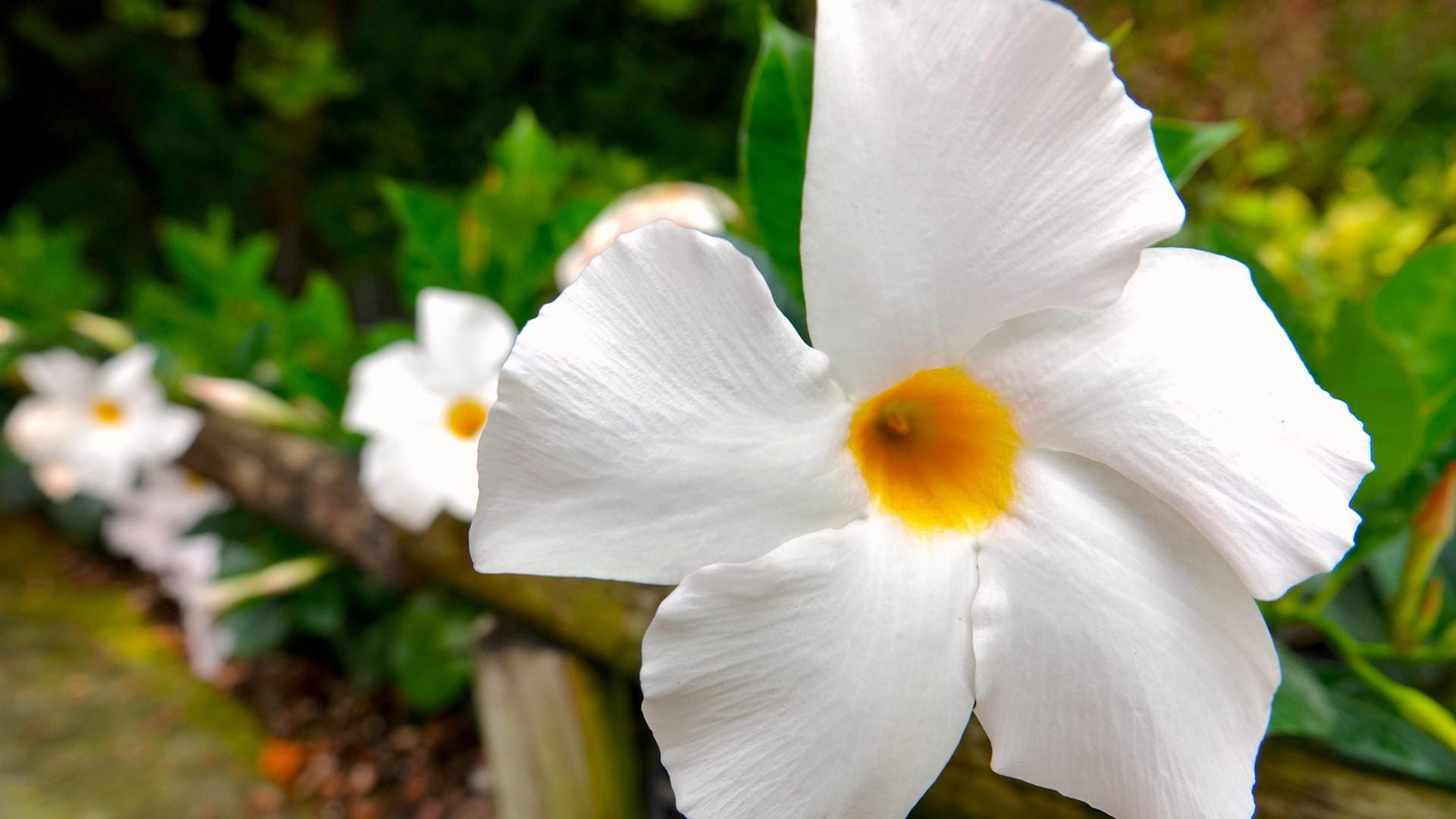 Mandevilla: Zum Winterende können Sie die Mandevilla sonniger beziehungsweise wärmer und heller platzieren.