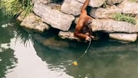 Orang-Utan rettet Teddybären – doch dann kommt alles anders