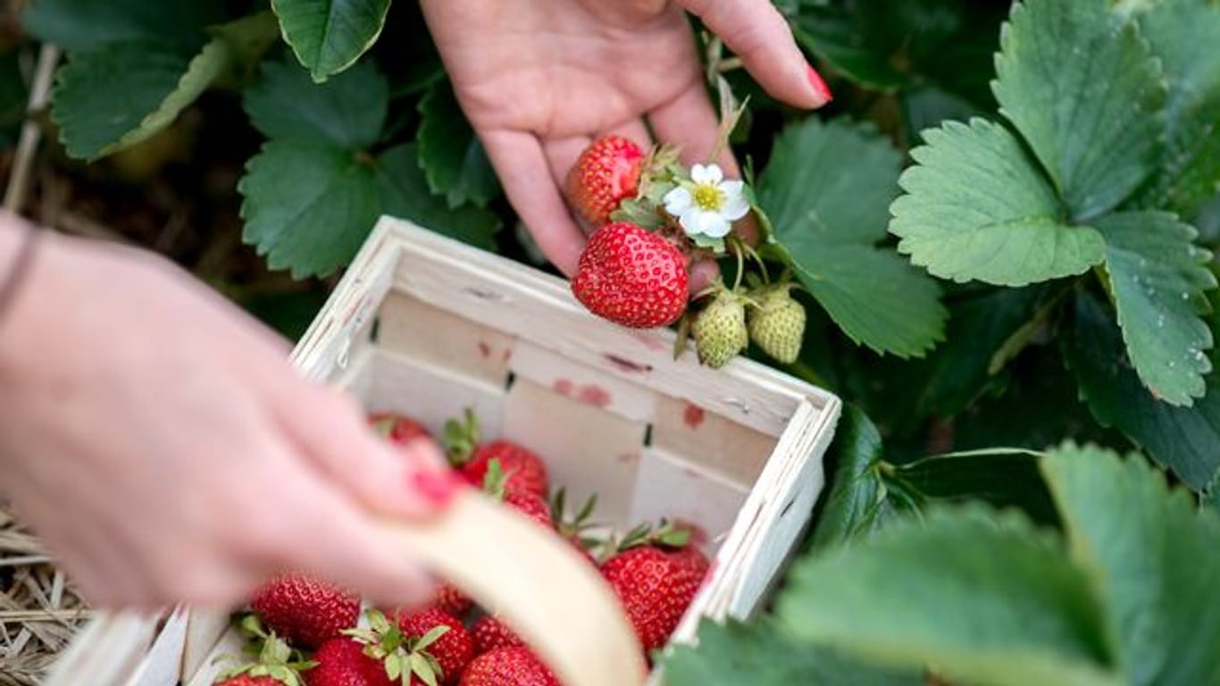 Erdbeer-Anbau