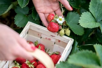 Erdbeer-Anbau