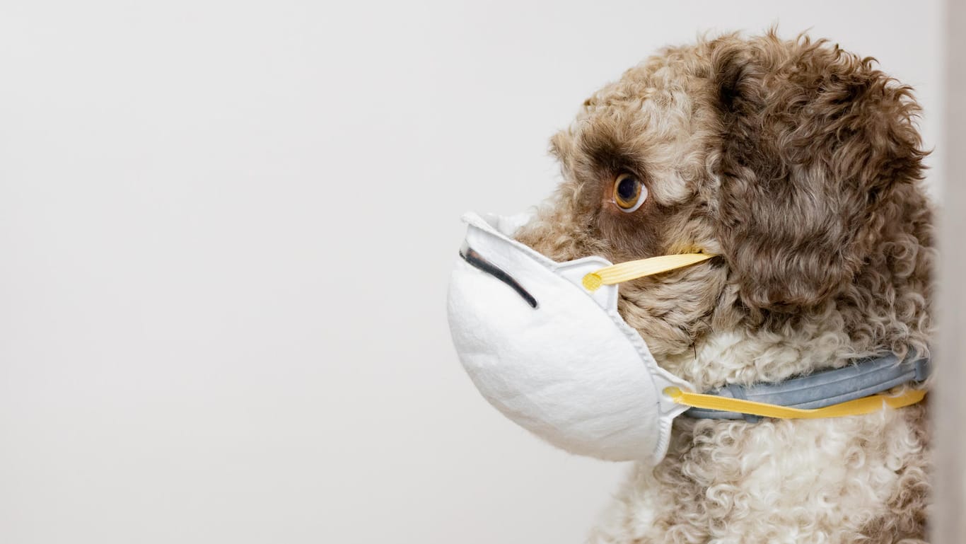 Seitenporträt eines Hundes mit Schutzmaske. Lustige Tierbilder mit Coronabezug können pandemiegeplagten Menschen helfen, entspannter durch die Krise zu kommen.