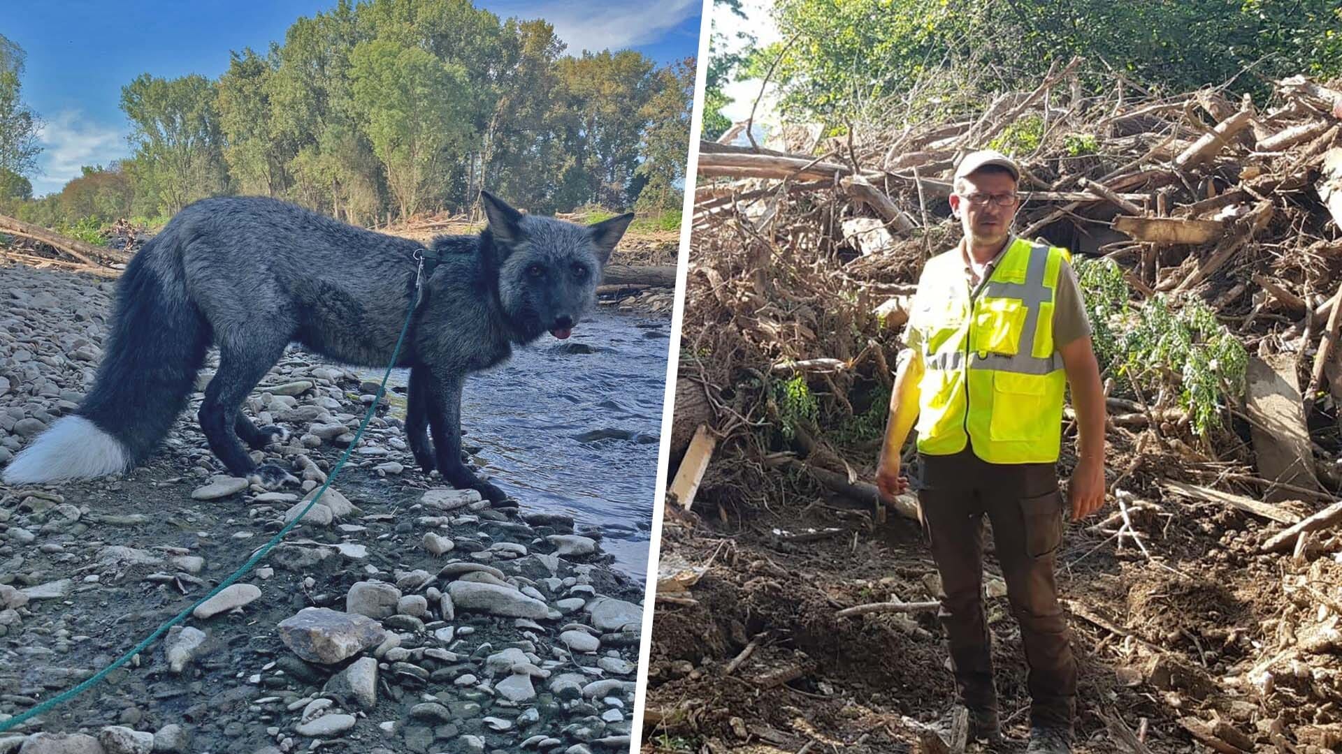 "Shadow" und Besitzer Marko Weber in den Flutgebieten im Ahrtal: Mehrere Wochen suchte der Fuchs bereits nach Vermissten.