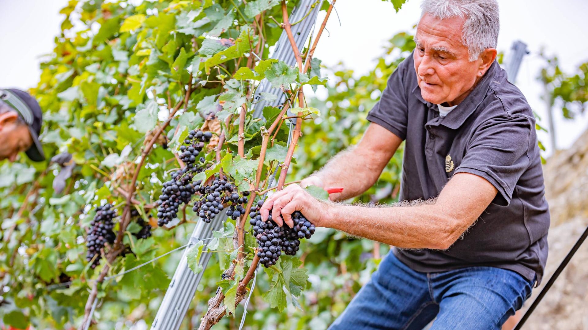 Weinlese im Landkreis Ludwigsburg (Symbolbild): Nach Ansicht des Deutschen Weininstituts zählen die deutschen Winzer bisher noch zu den Gewinnern des Klimawandels.