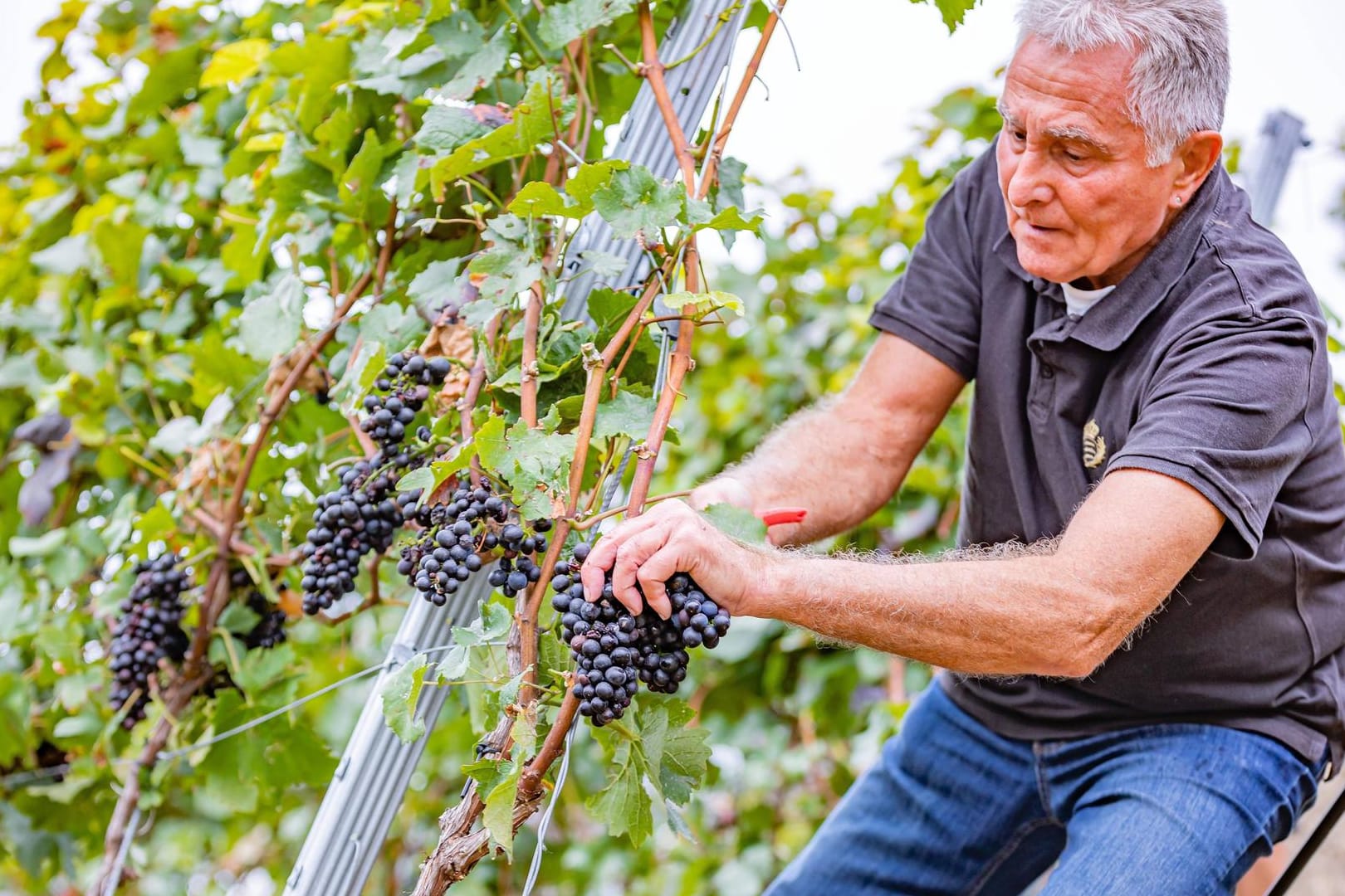 Weinlese im Landkreis Ludwigsburg (Symbolbild): Nach Ansicht des Deutschen Weininstituts zählen die deutschen Winzer bisher noch zu den Gewinnern des Klimawandels.