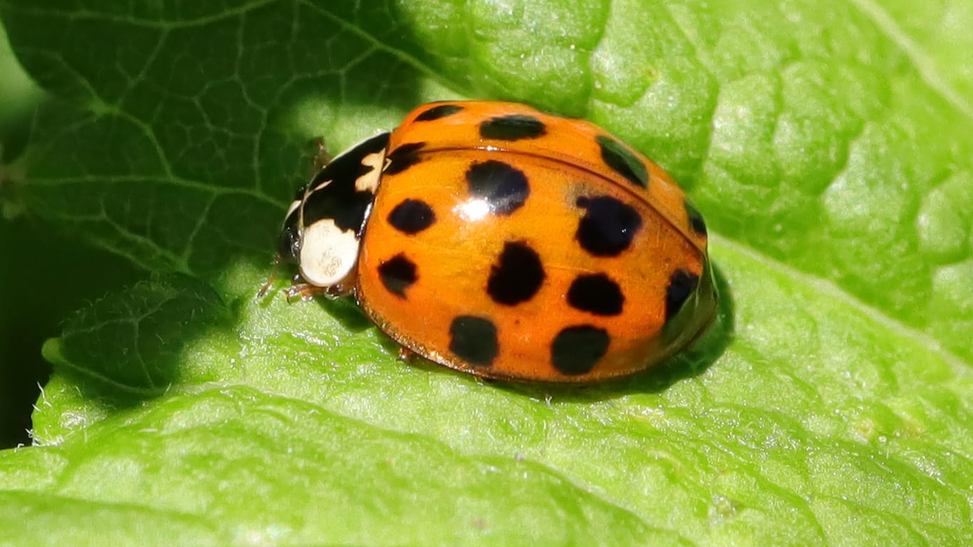 Multicolored Asian Ladybug (Harmonia axyridis)