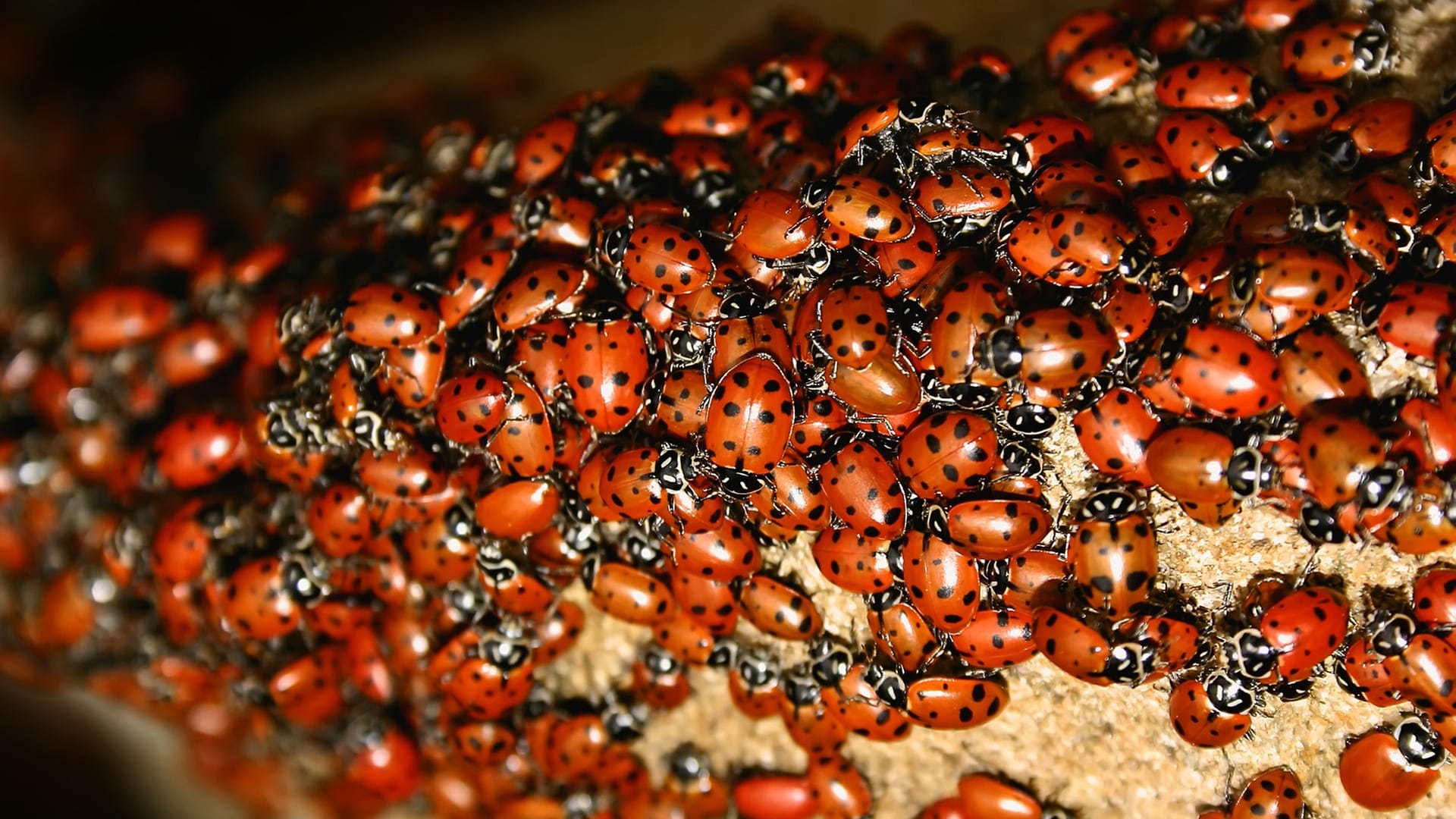 Plage: Marienkäfer (Harmonia axyridis) können im Herbst in Massen auftreten.