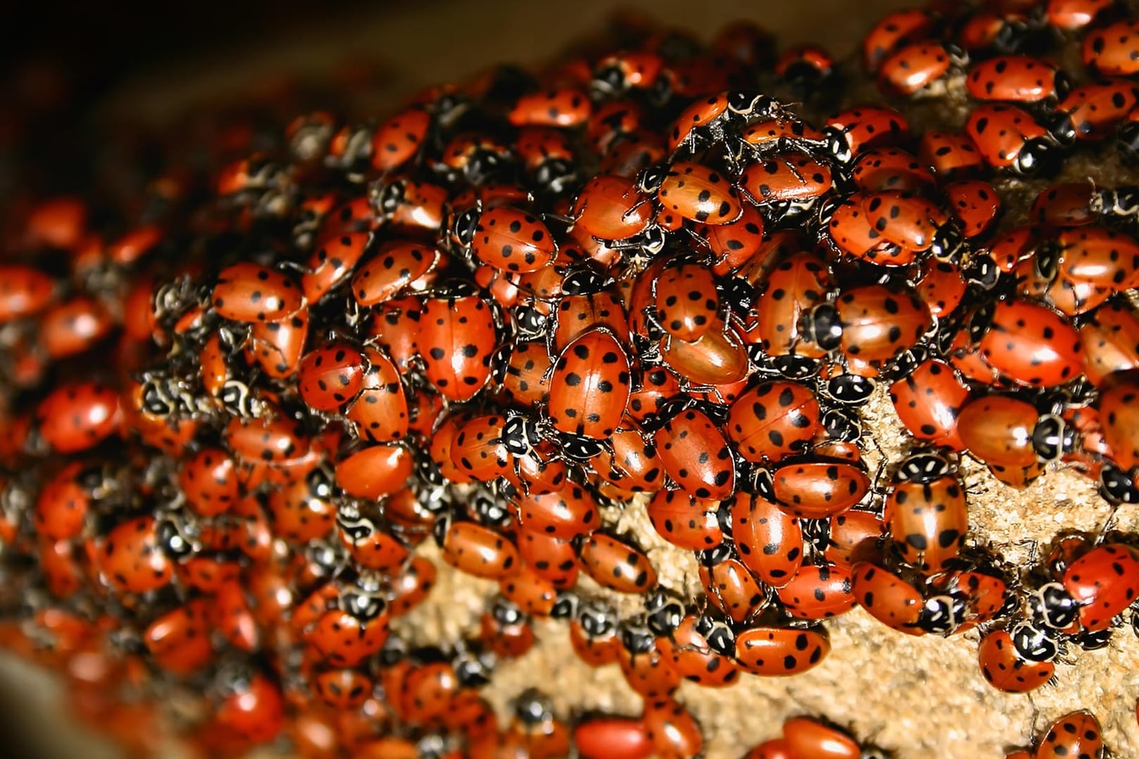 Plage: Marienkäfer (Harmonia axyridis) können im Herbst in Massen auftreten.