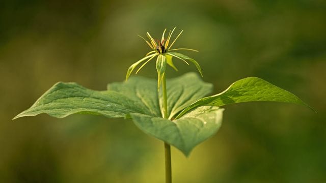 Vierblättrige Einbeere
