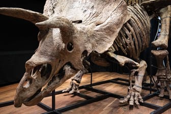 "Big John" in Paris: Der Triceratops lebte in der Oberkreidezeit und starb in einer Flussaue – gut bedeckt von Schlamm.