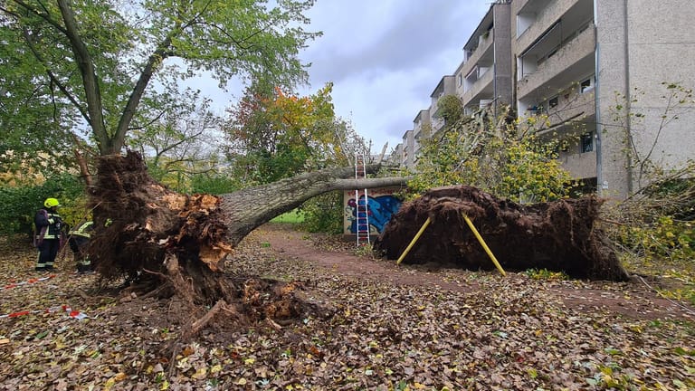 Auch in Berlin wütete der Sturm: Im Stadtteil Pankow riss er einen Baum aus, der auf ein Mehrfamilienhaus fiel.