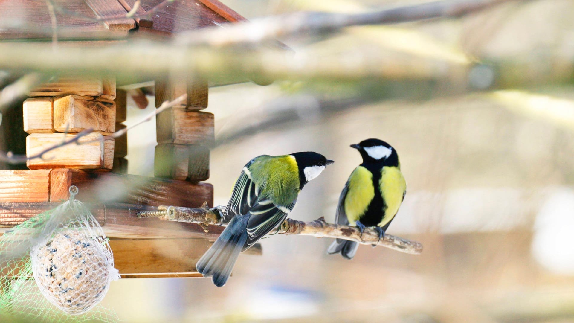 Futterhäuschen: Im Herbst sollten Vögel nicht zu zeitig gefüttert werden.