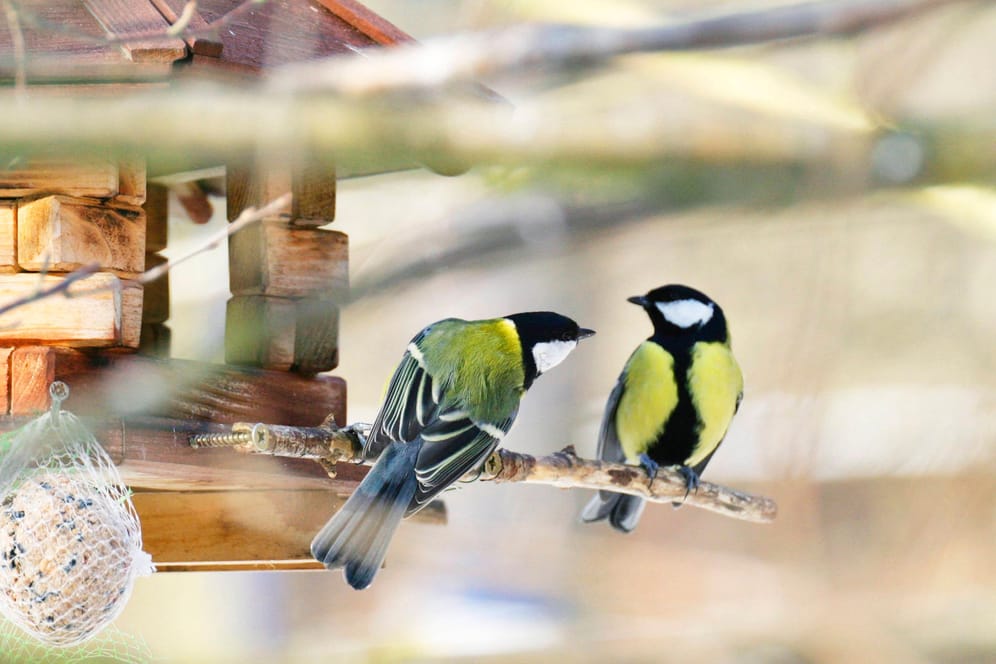Futterhäuschen: Im Herbst sollten Vögel nicht zu zeitig gefüttert werden.