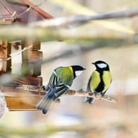 Futterhäuschen: Im Herbst sollten Vögel nicht zu zeitig gefüttert werden.