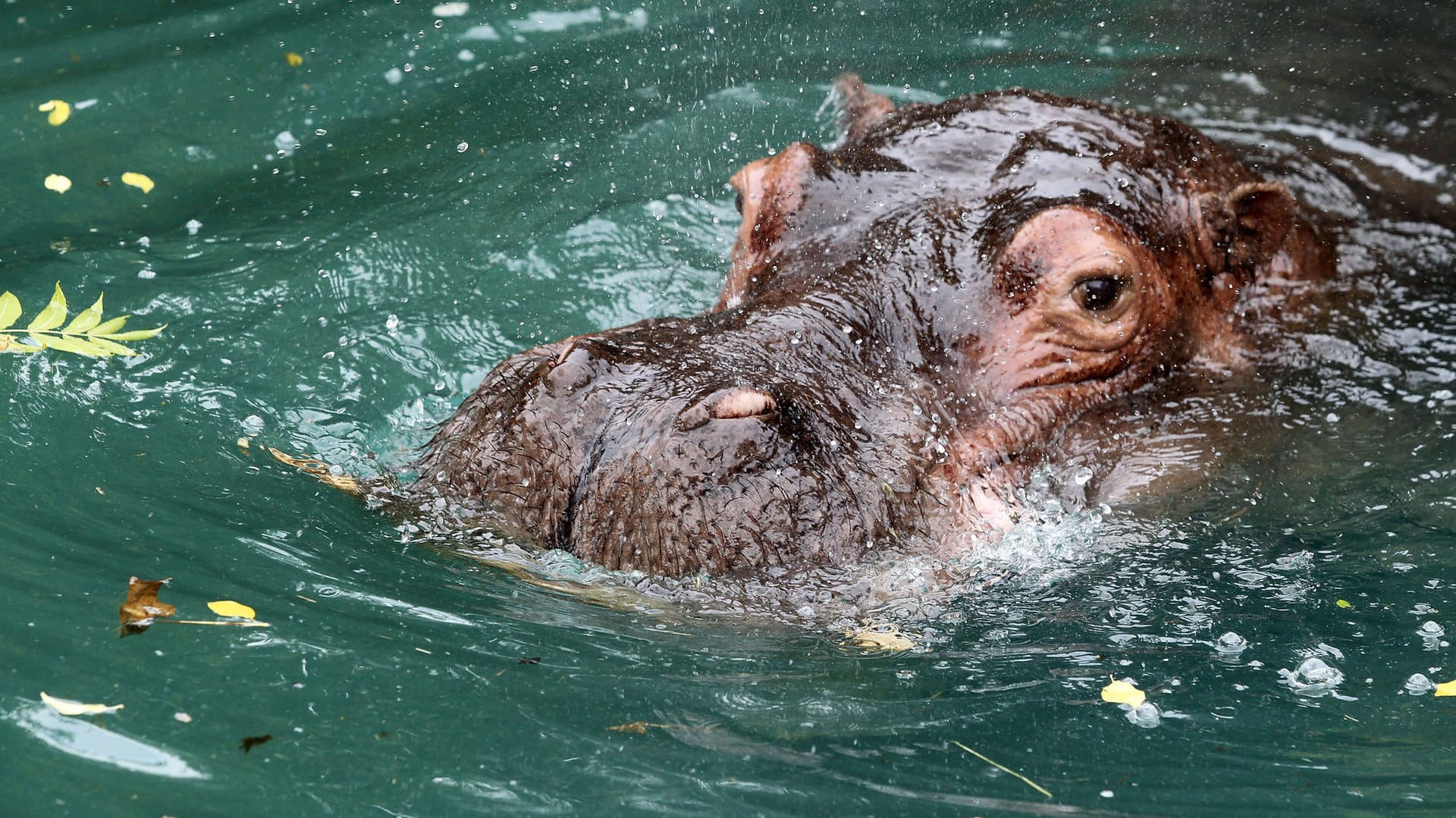 Nilpferd im Zoo: In Kolumbien breiten sich die Tiere weiter aus. (Archivfoto)