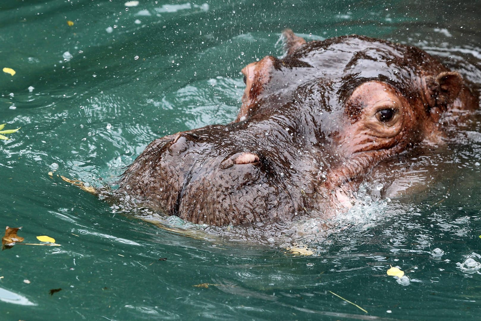 Nilpferd im Zoo: In Kolumbien breiten sich die Tiere weiter aus. (Archivfoto)
