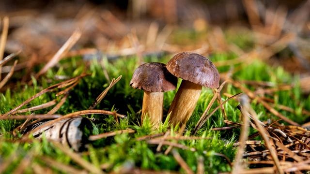 Gemäß der "Handstraußregelung" darf jeder Blumen, Früchte, Pilze und Kräuter aus der Natur entnehmen - allerding nur für den persönlichen Bedarf.