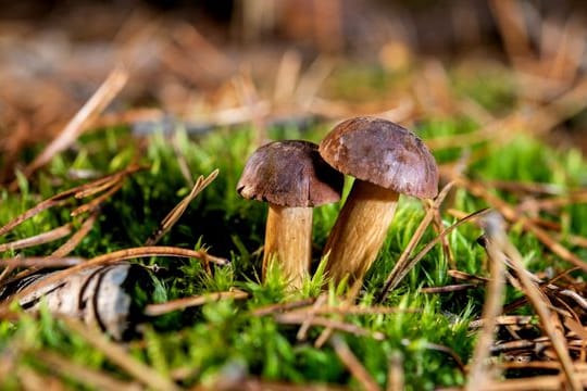 Gemäß der "Handstraußregelung" darf jeder Blumen, Früchte, Pilze und Kräuter aus der Natur entnehmen - allerding nur für den persönlichen Bedarf.