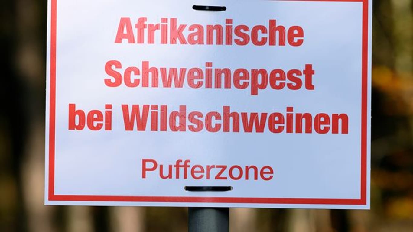 Afrikanische Schweinepest