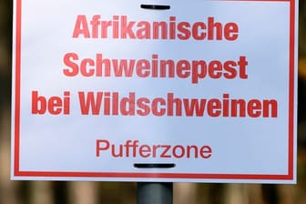 Afrikanische Schweinepest