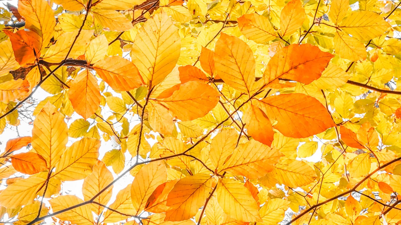 Rotbuche (Fagus sylvatica): Im Herbst trägt sie anfangs blassgelbe Blätter.