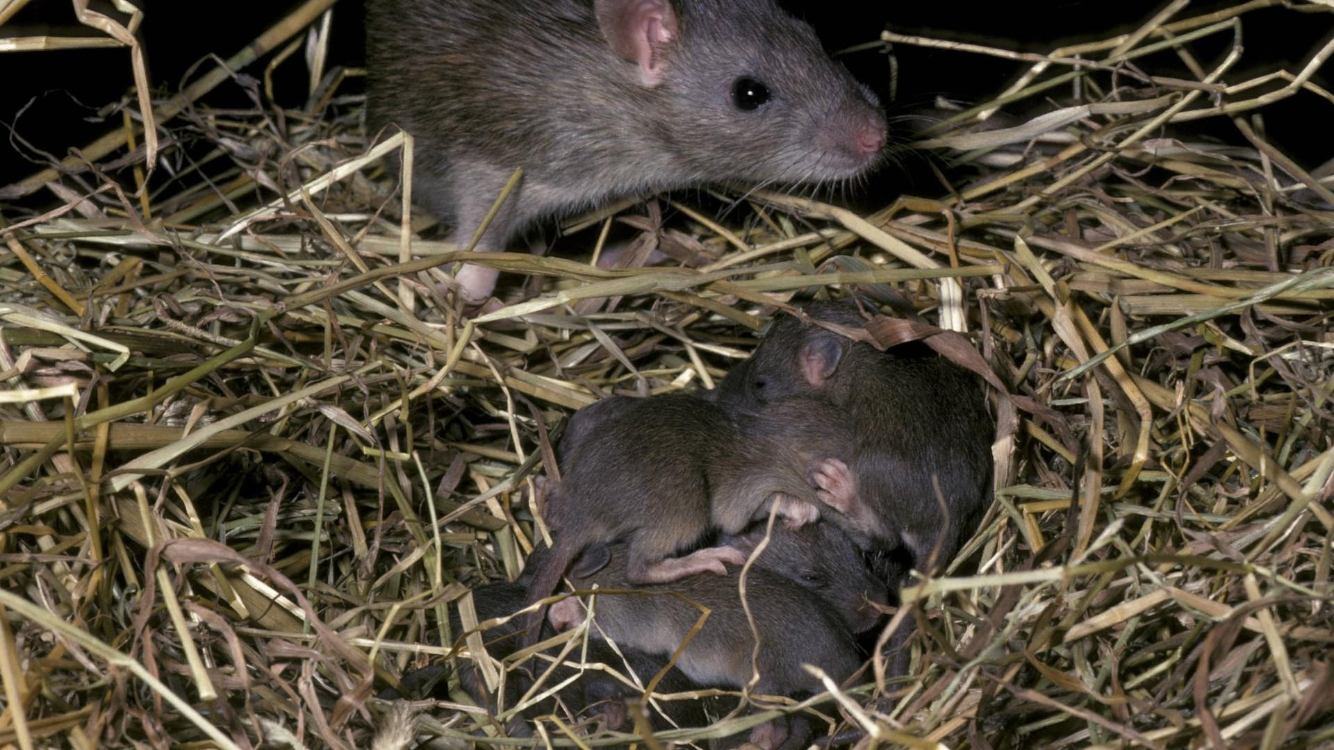 Nagetiere: Wanderratten (Rattus norvegicus) halten ihre Nester sauber.