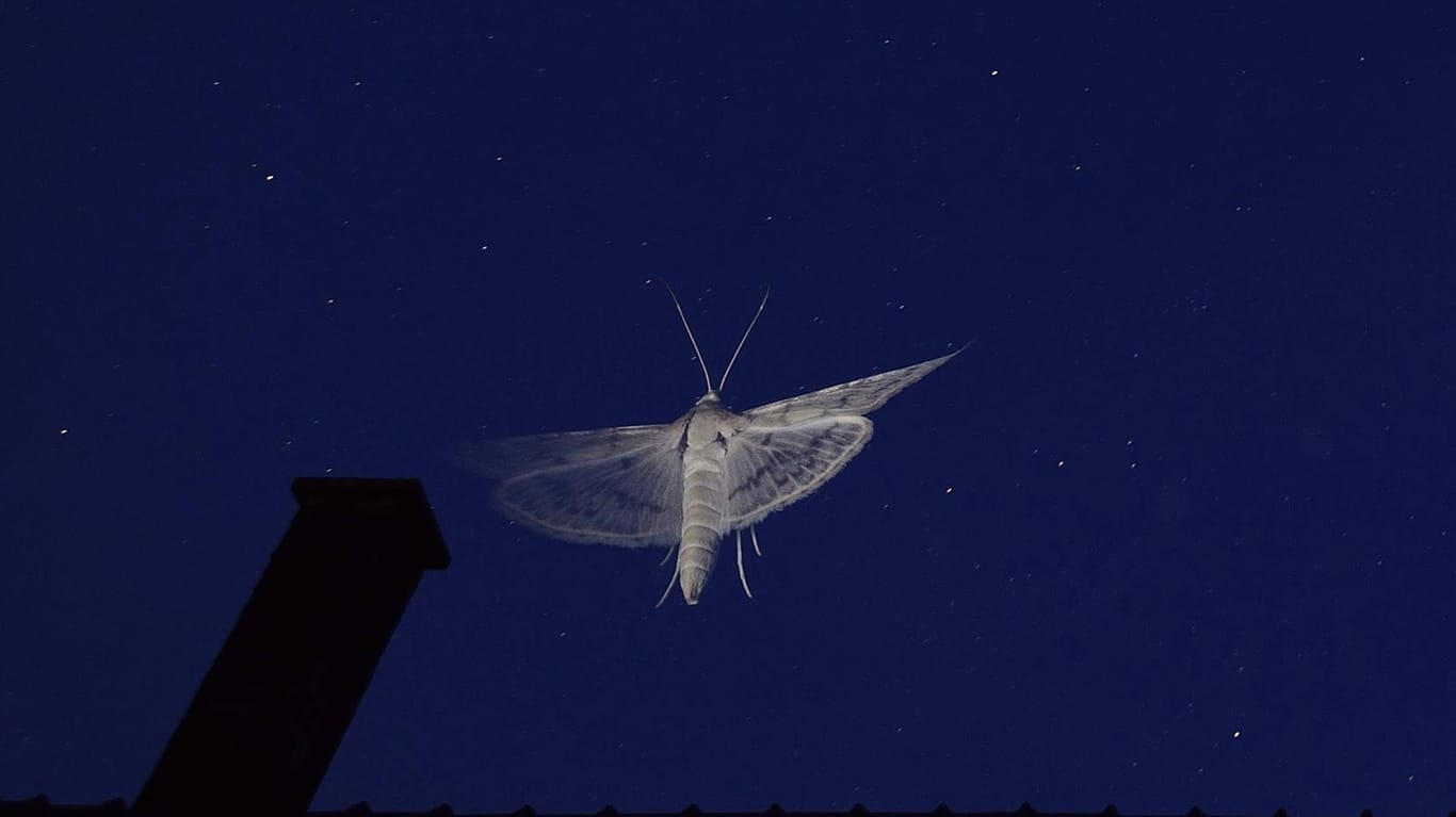 Ein nachtaktiver Schmetterling fliegt über ein Dach (Symbolbild): In Baden-Württemberg hat die Zahl der Insekten stark abgenommen.