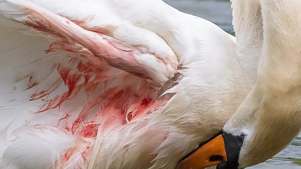 Ein blutender Schwan: Die Verletzungen sind oft gravierend und in einigen Fällen sogar tödlich.