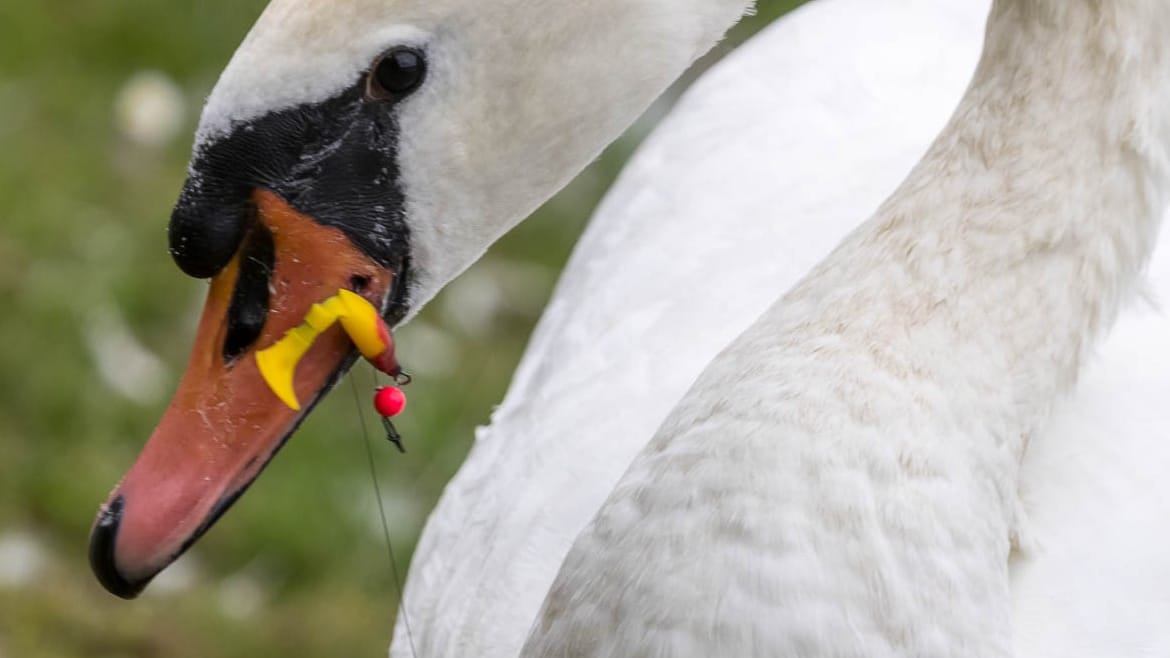 Ein Angelhaken steckt im Schnabel eines Schwans: Manche Tiere verenden qualvoll.