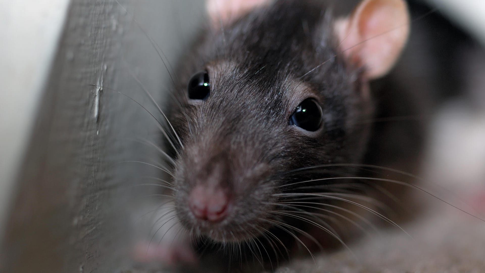 Ratte: Die Nagetiere werden auch als Haustier gehalten.