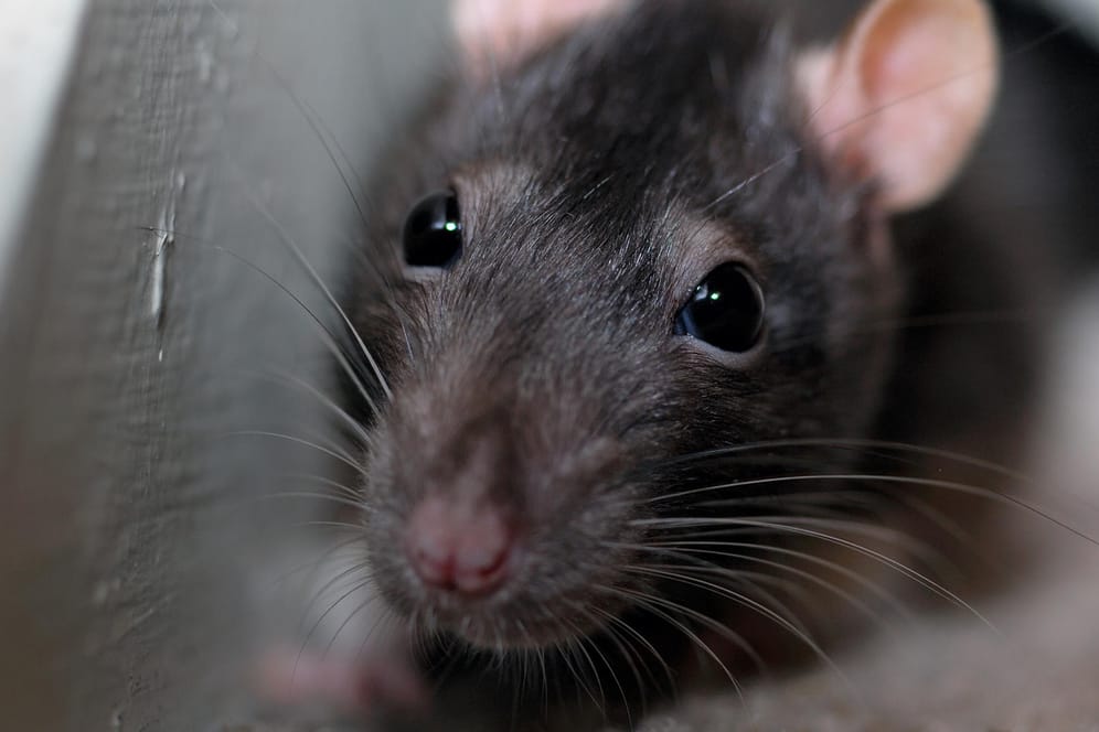 Ratte: Die Nagetiere werden auch als Haustier gehalten.