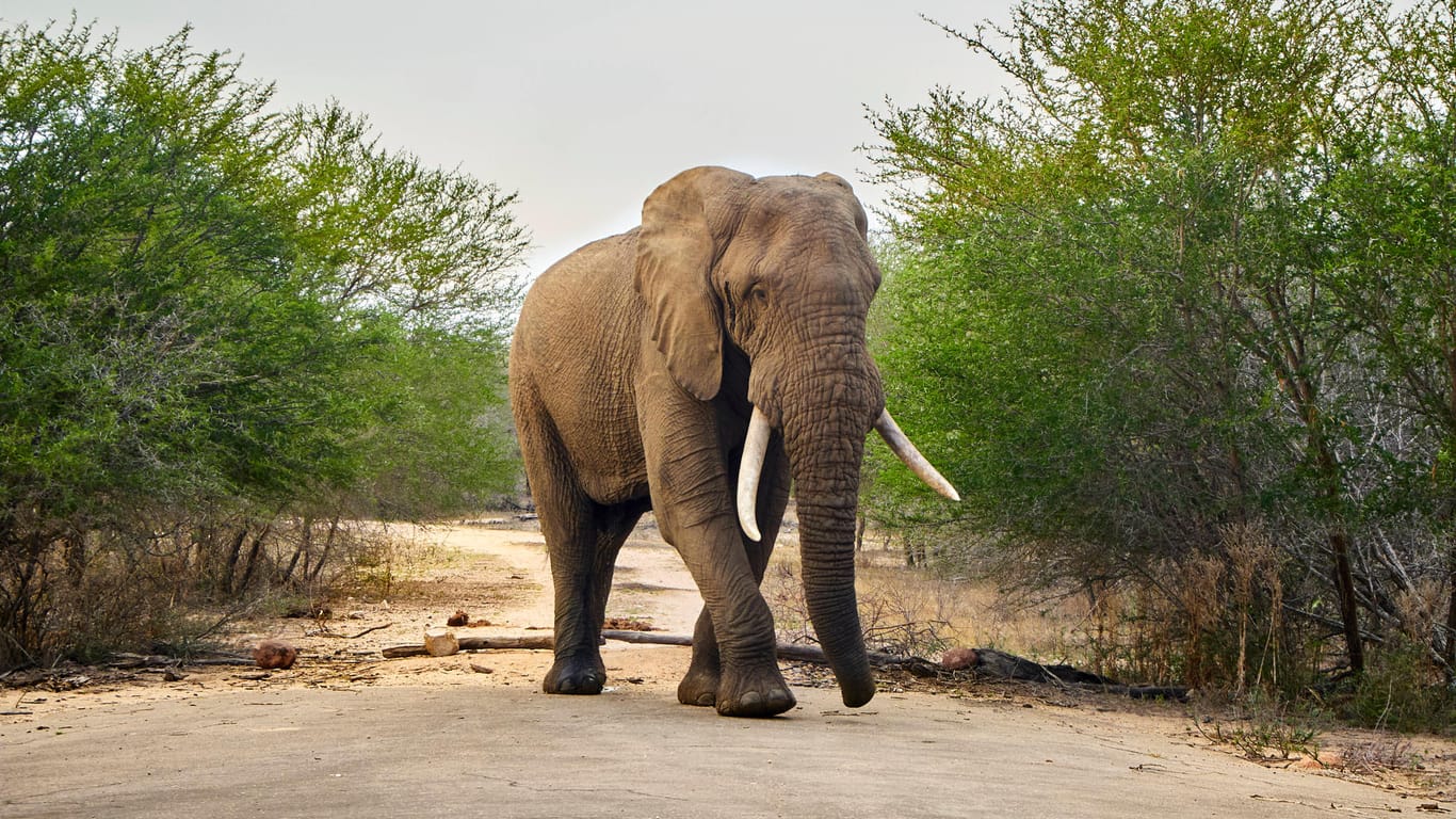 Ein Elefant im Krüger-Nationalpark (Archiv): Im vergangenen Jahr hatte der Park einen ähnlichen Fall gemeldet.