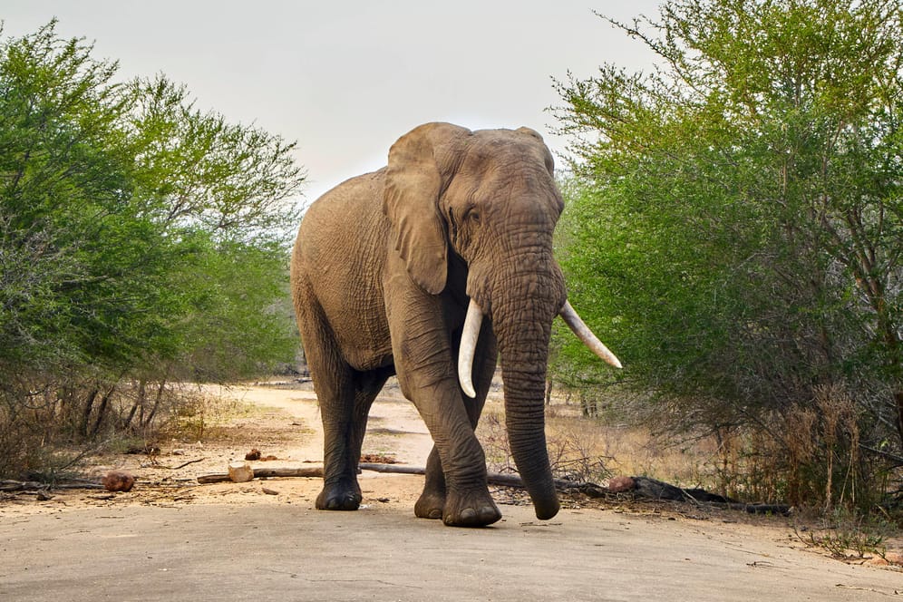 Ein Elefant im Krüger-Nationalpark (Archiv): Im vergangenen Jahr hatte der Park einen ähnlichen Fall gemeldet.