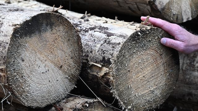 Wie der Harz mit seinen Unmengen an Borkenkäferholz umgeht Wie der Harz mit seinen Unmengen an Borkenkäferholz umgeht