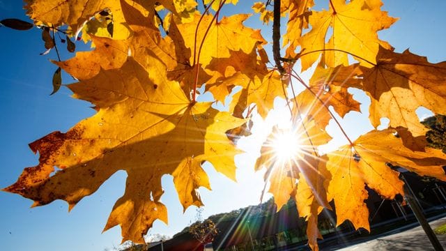 Die Sonne zwischen herbstlich gefärbten Blättern hindurch Die Sonne zwischen herbstlich gefärbten Blättern hindurch