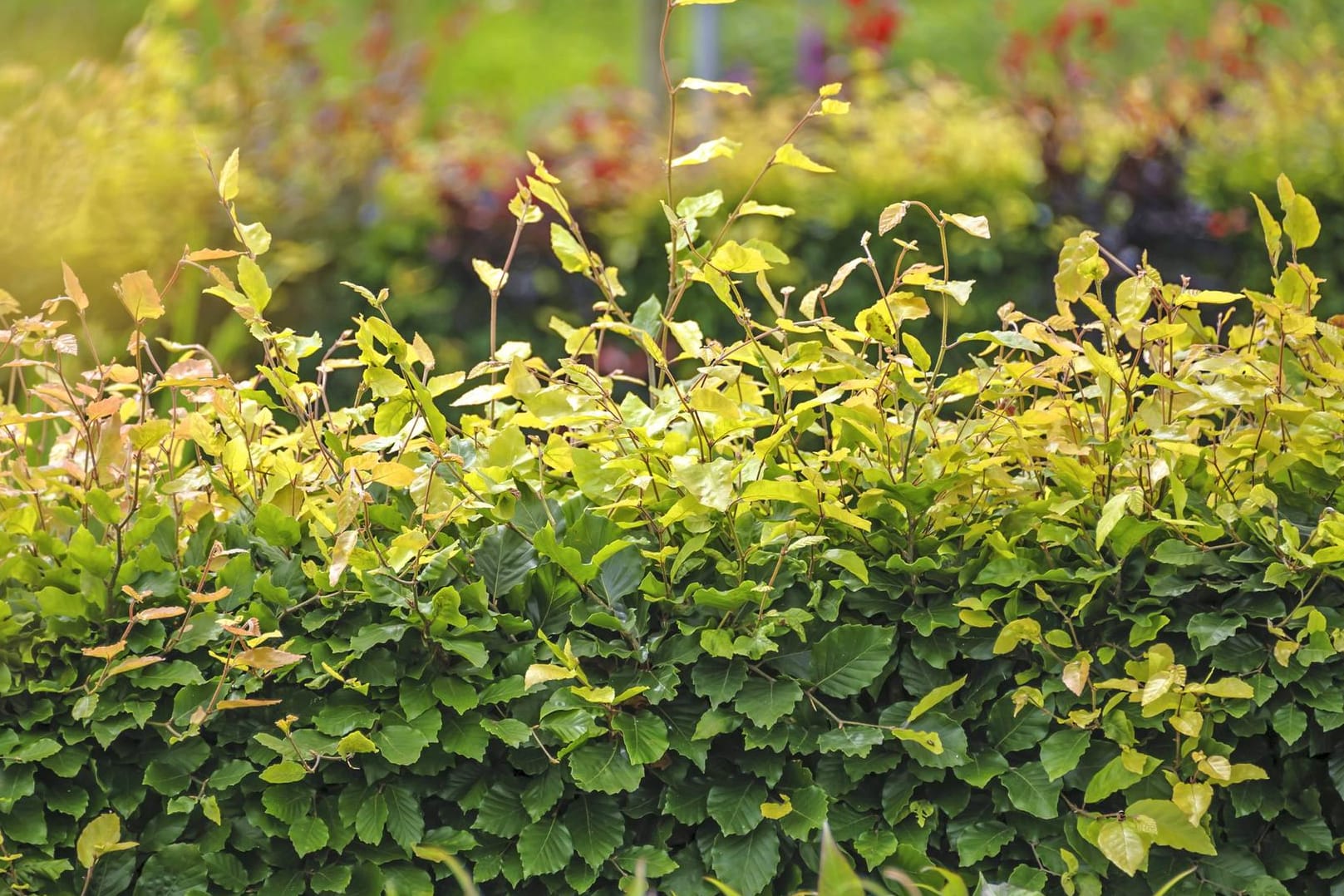 Rotbuchenhecke (Fagus sylvatica): Sie legt jährlich zwischen 30 bis 50 Zentimetern zu.