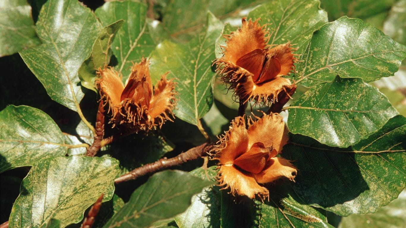 Rotbuche (Fagus sylvatica): Ihre Früchte, die Bucheckern, reifen ab September.