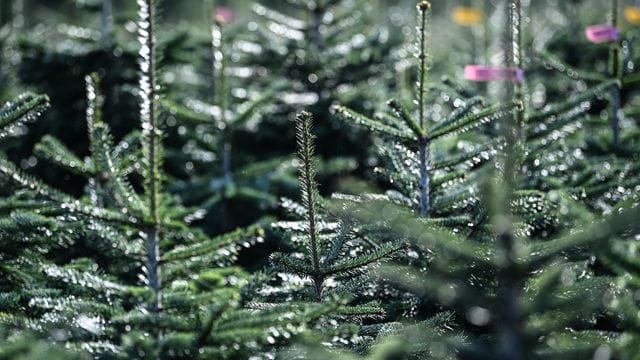 Weihnachtsbäume: Rund 80 Prozent der Menschen entscheiden sich in der Regel für eine Nordmanntanne.