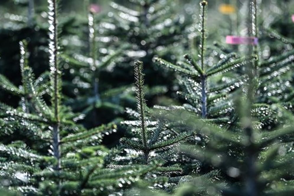 Weihnachtsbäume: Rund 80 Prozent der Menschen entscheiden sich in der Regel für eine Nordmanntanne.