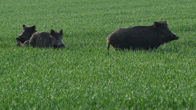 Wildschweine