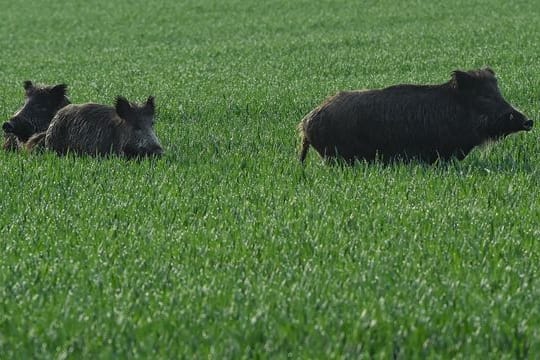 Wildschweine