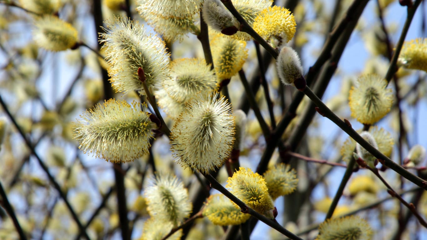Salweide (Salix caprea): Sie blüht von Ende Februar bis April.